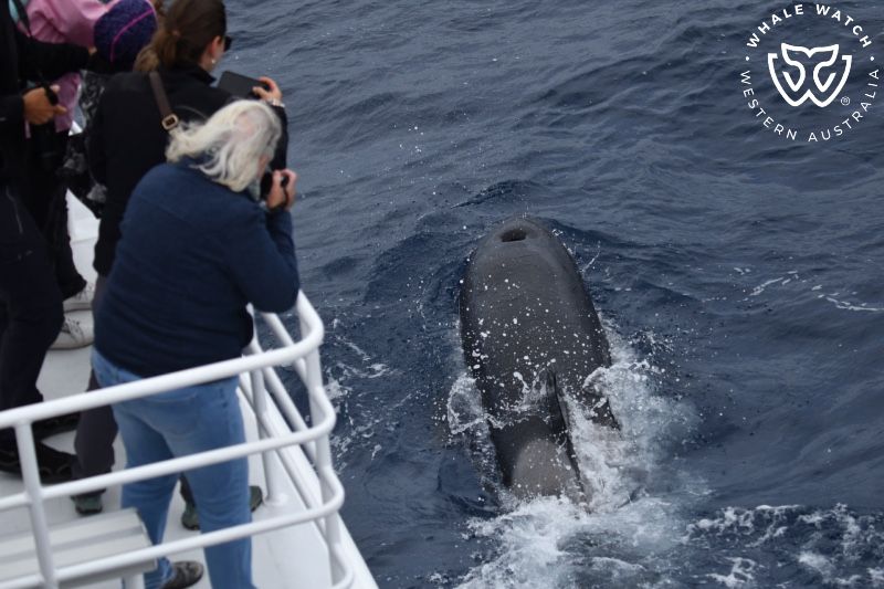 Whale Watch Western Australia