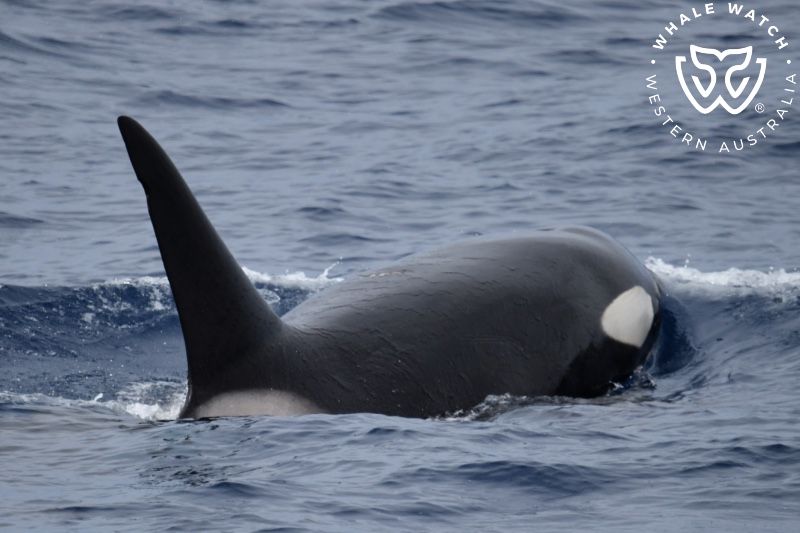 Whale Watch Western Australia