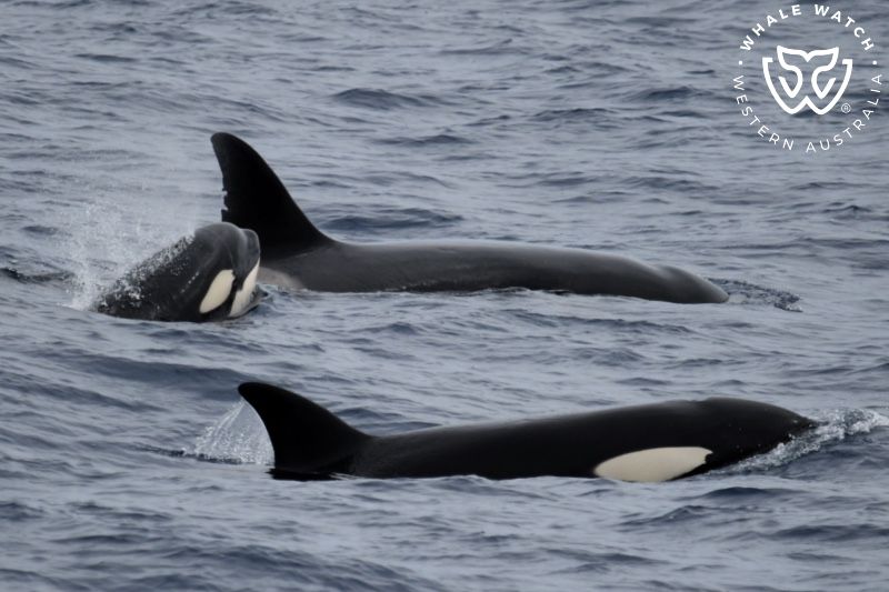 Whale Watch Western Australia