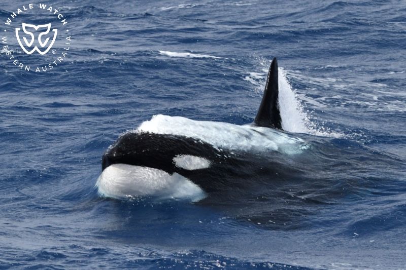 Whale Watch Western Australia