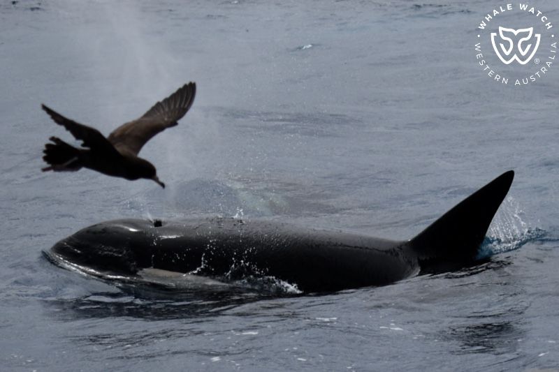 Whale Watch Western Australia