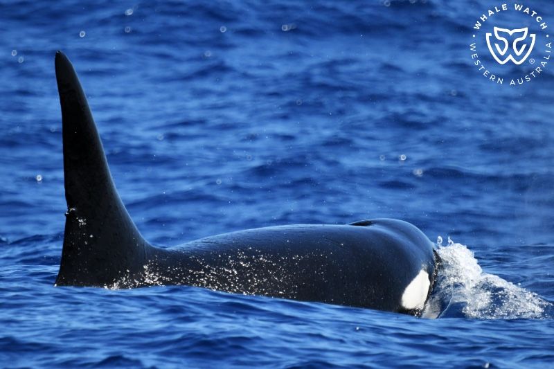 Whale Watch Western Australia