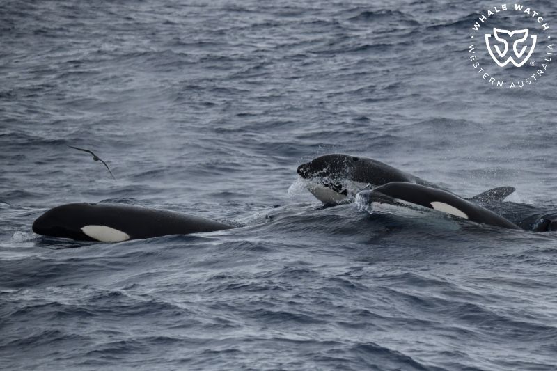 Whale Watch Western Australia