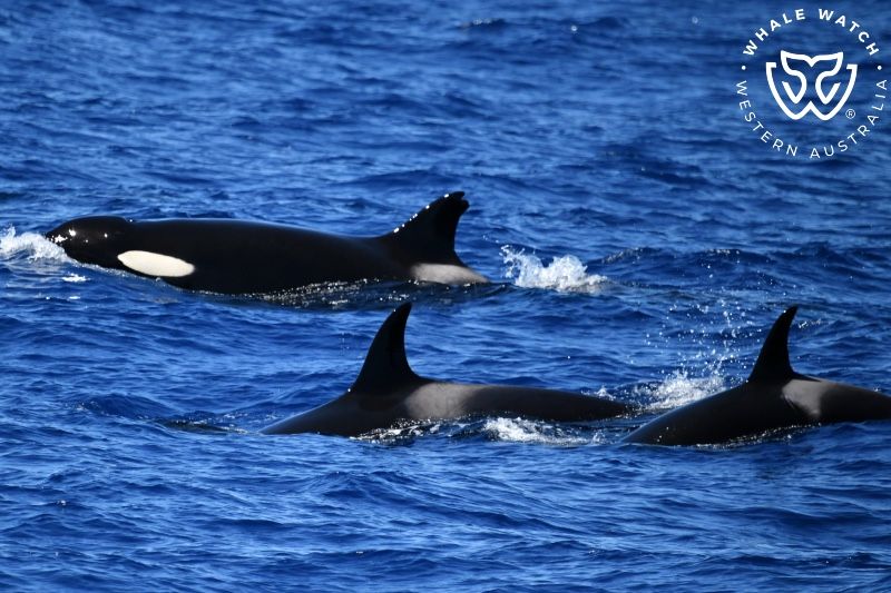 Whale Watch Western Australia