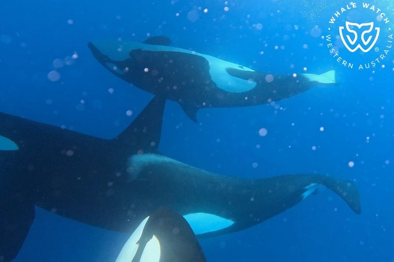 Whale Watch Western Australia