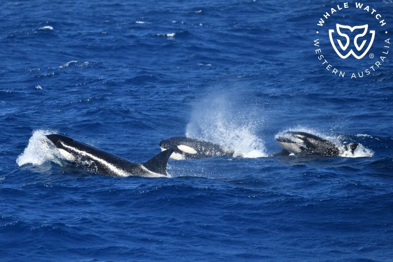 Whale Watch Western Australia