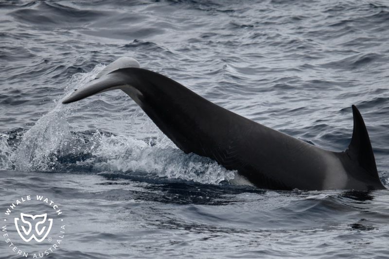 Whale Watch Western Australia