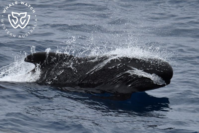 Whale Watch Western Australia