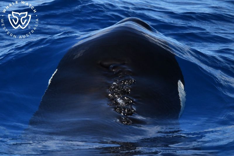 Whale Watch Western Australia