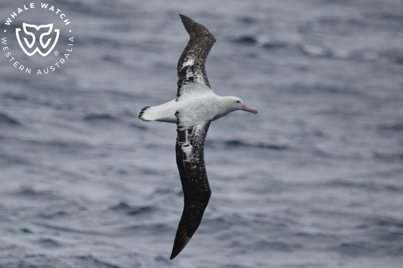 Whale Watch Western Australia