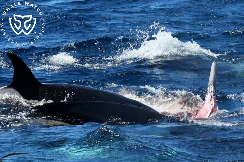 Whale Watch Western Australia