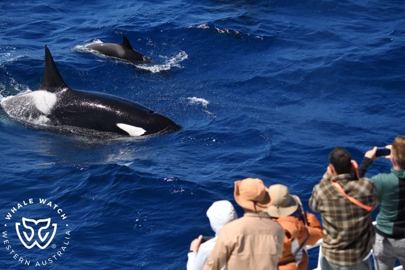 Whale Watch Western Australia