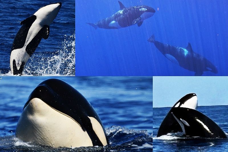 Whale Watch Western Australia