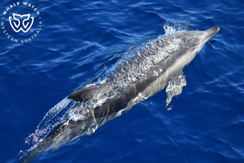 Whale Watch Western Australia