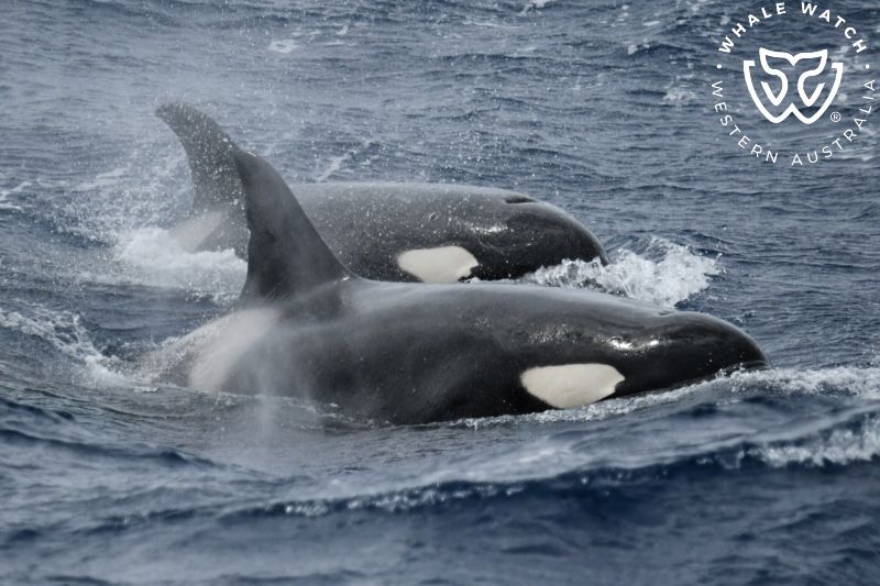 Whale Watch Western Australia