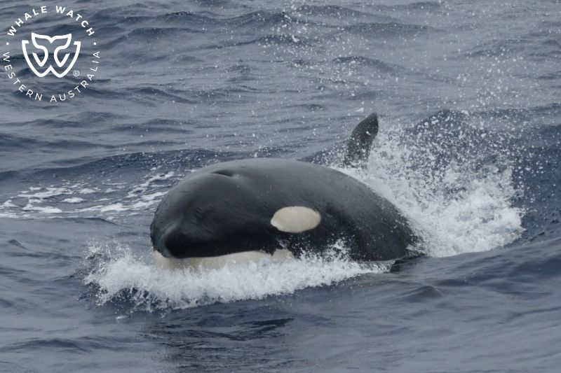 Whale Watch Western Australia