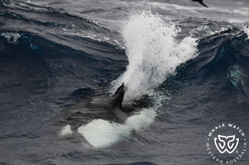 Whale Watch Western Australia