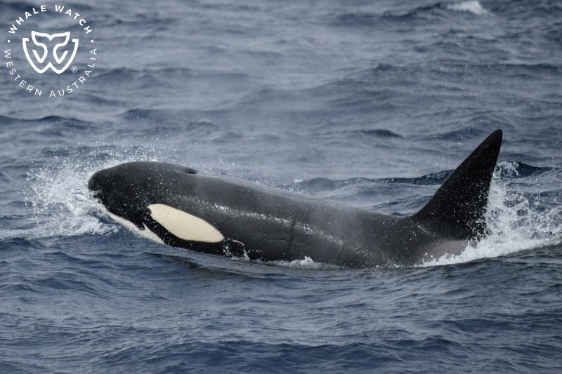 Whale Watch Western Australia