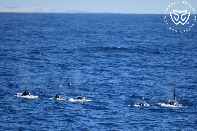 Whale Watch Western Australia