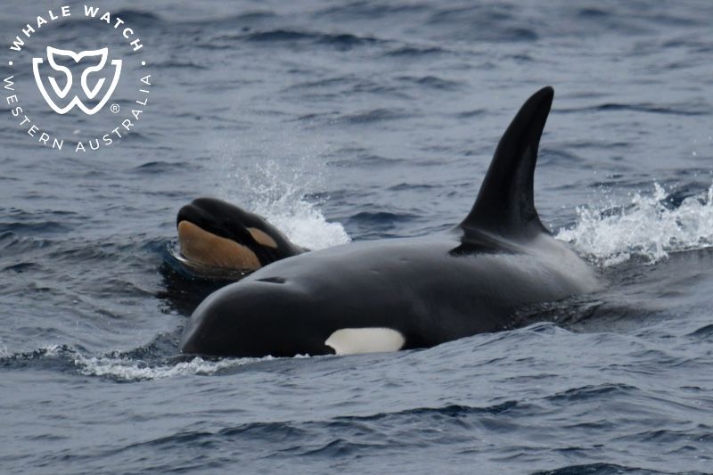Whale Watch Western Australia