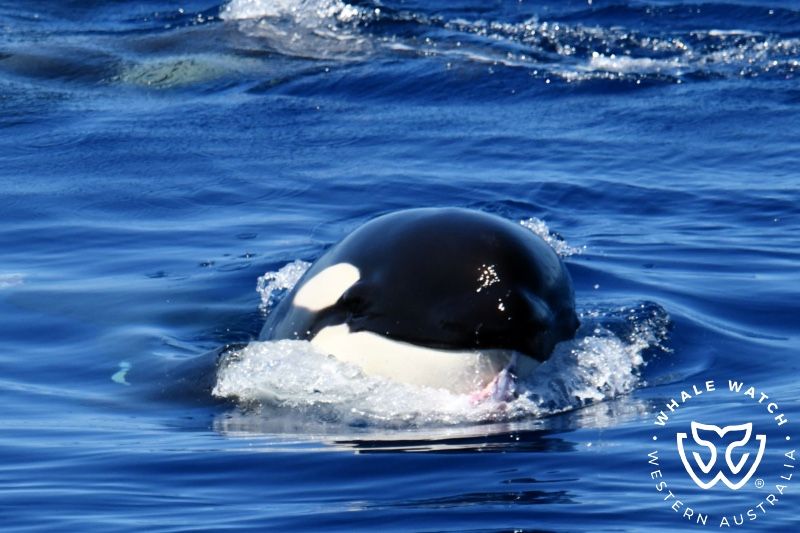 Whale Watch Western Australia