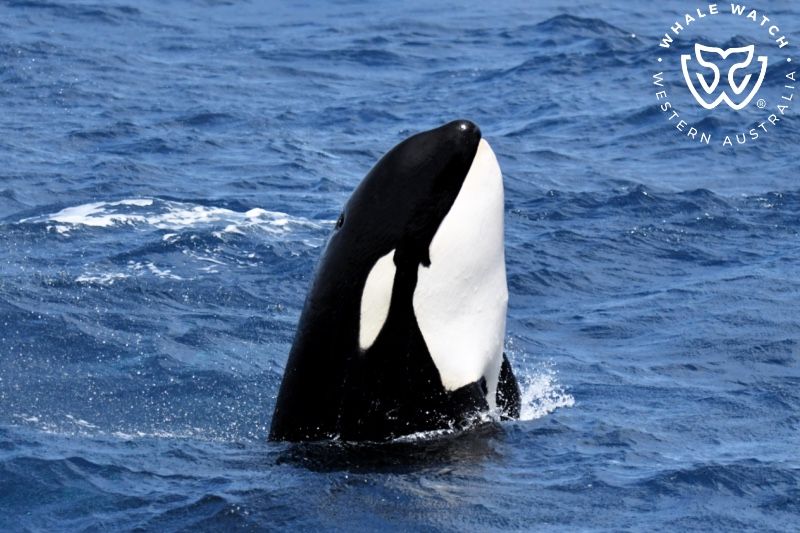 Whale Watch Western Australia