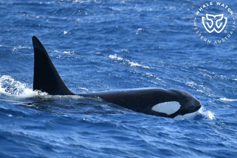 Whale Watch Western Australia