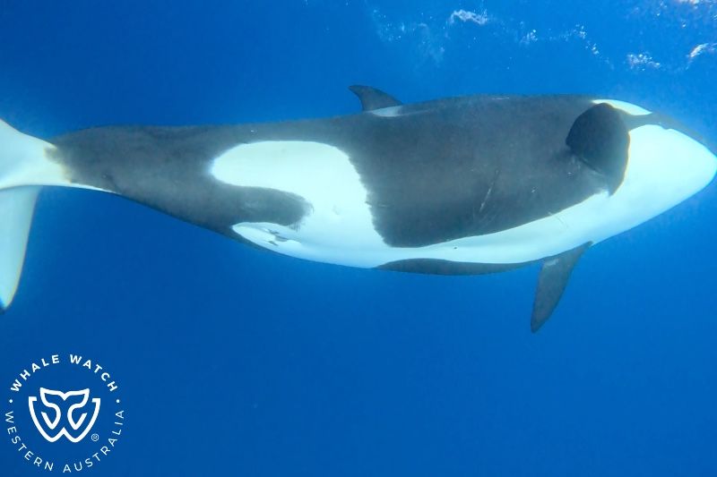 Whale Watch Western Australia