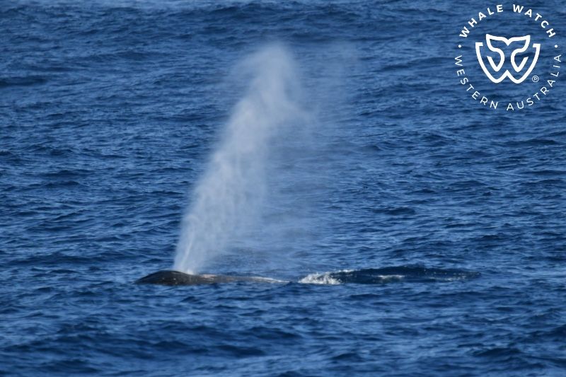 Whale Watch Western Australia