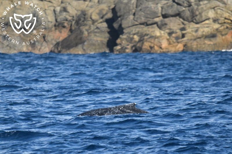 Whale Watch Western Australia