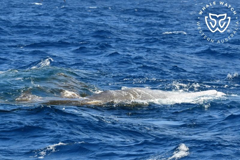 Whale Watch Western Australia