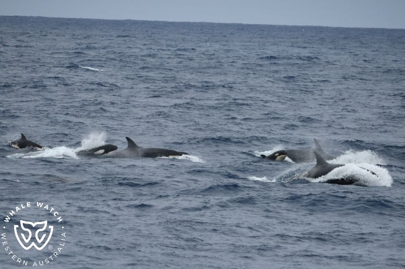 Whale Watch Western Australia