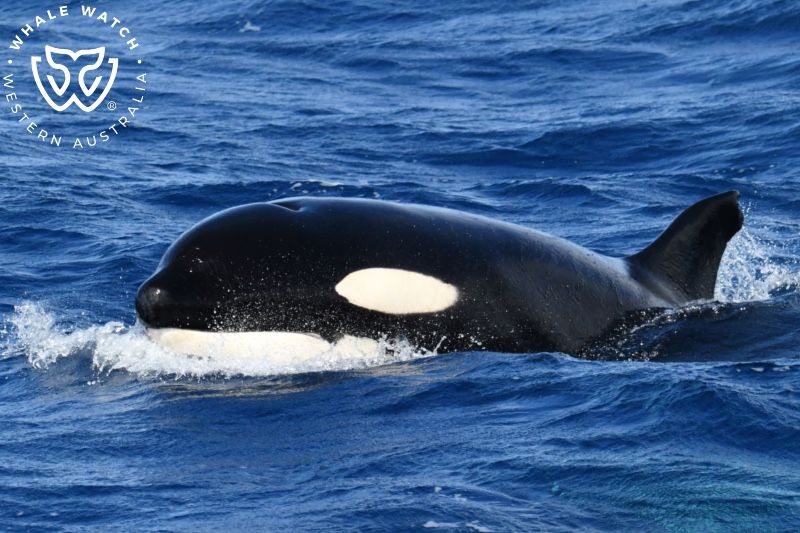 Whale Watch Western Australia