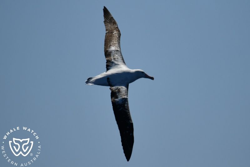 Whale Watch Western Australia