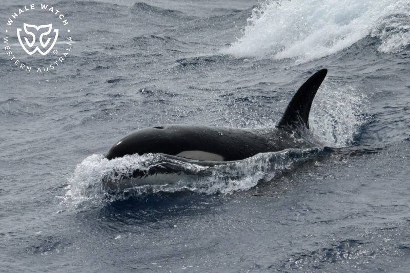 Whale Watch Western Australia