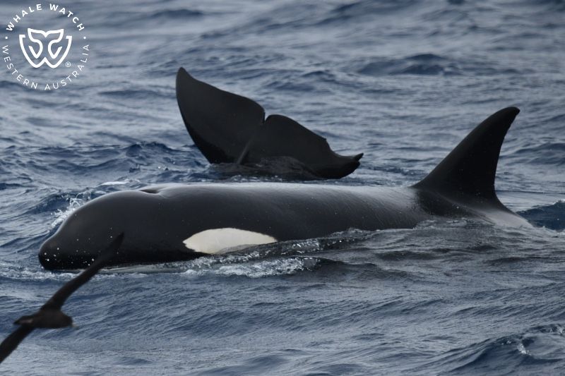 Whale Watch Western Australia