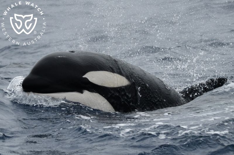 Whale Watch Western Australia