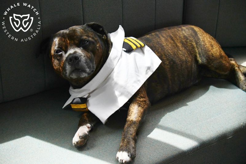 Whale Watch Western Australia