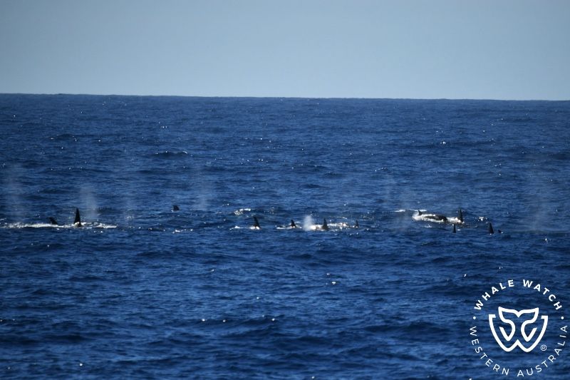 Whale Watch Western Australia