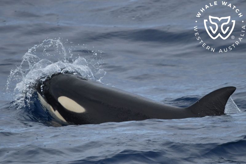 Whale Watch Western Australia