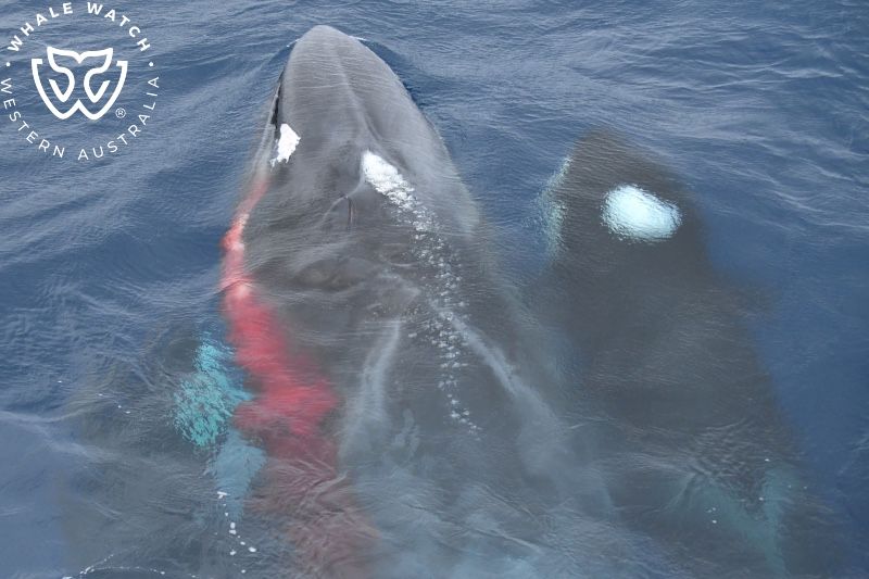 Whale Watch Western Australia