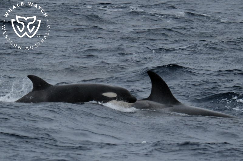 Whale Watch Western Australia