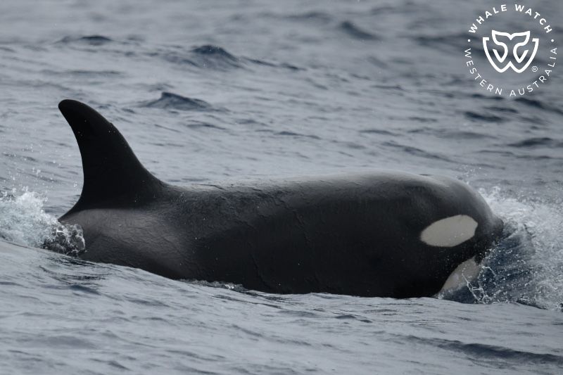 Whale Watch Western Australia
