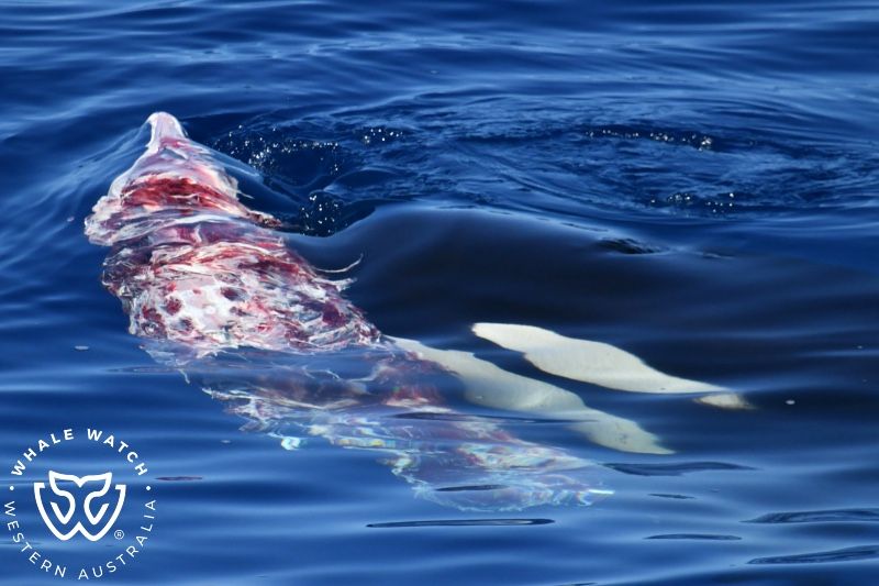 Whale Watch Western Australia