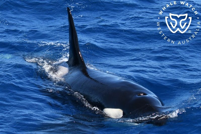 Whale Watch Western Australia