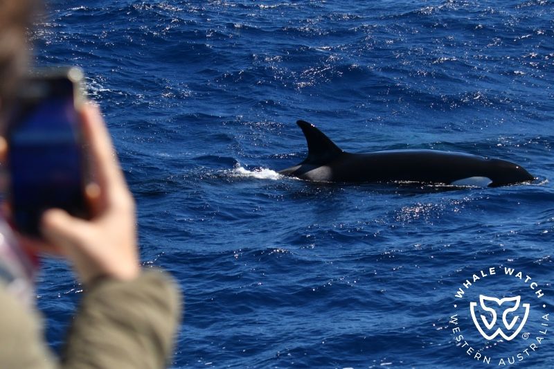 Whale Watch Western Australia