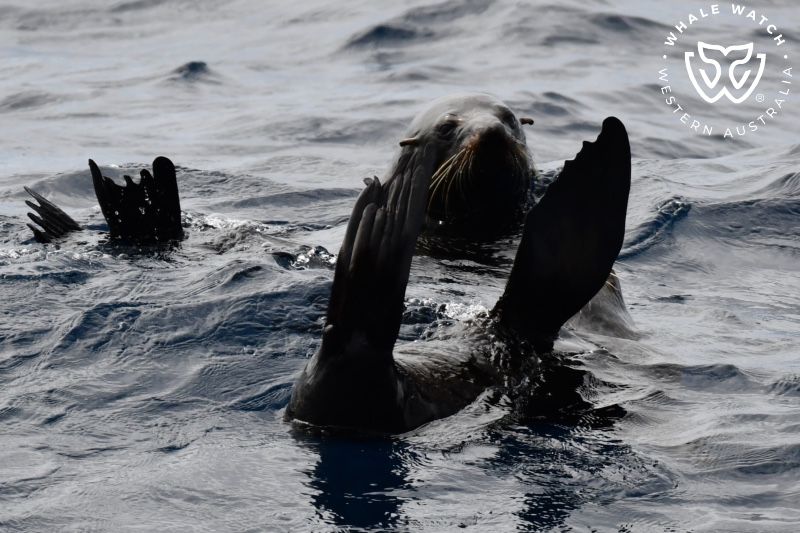 Whale Watch Western Australia