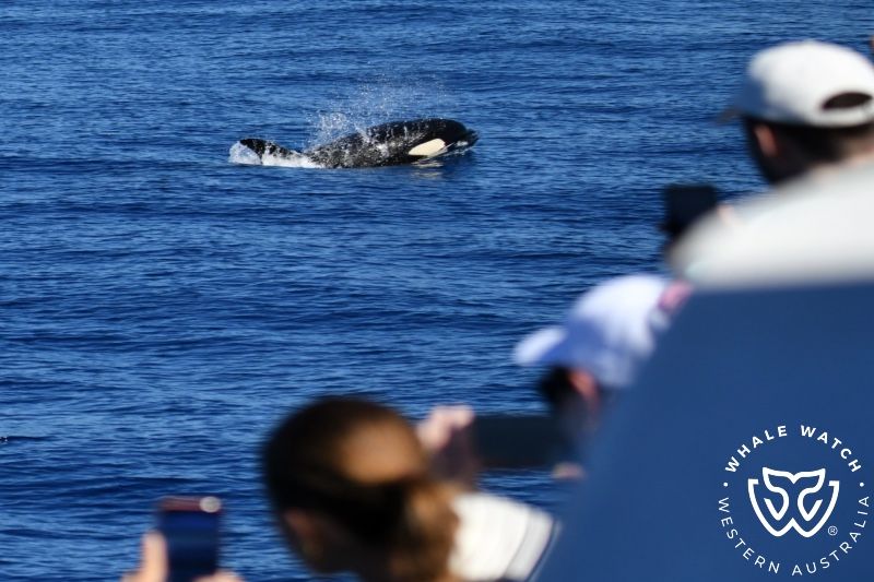 Whale Watch Western Australia
