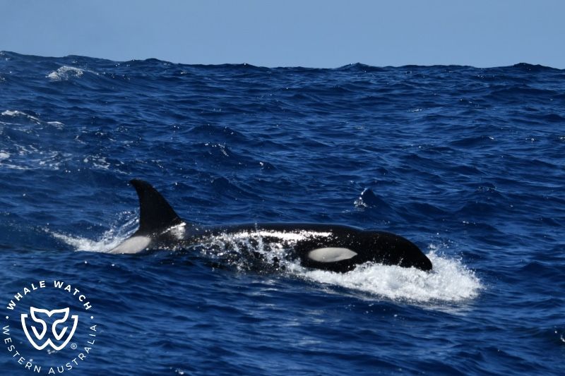 Whale Watch Western Australia