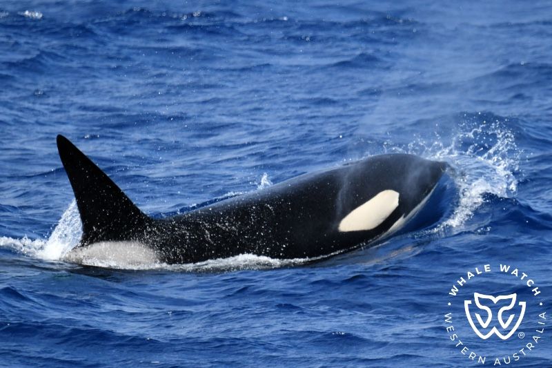 Whale Watch Western Australia